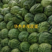 精品圆包菜，2～3斤，产地供应，价格从优