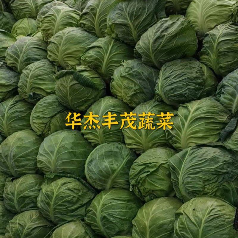 精品圆包菜，2～3斤，产地供应，价格从优