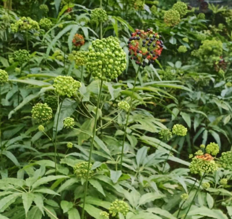 竹节参，竹节三七，野三七，