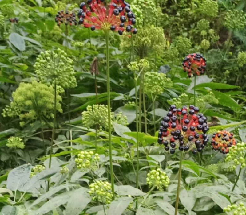 竹节参，竹节三七，野三七，