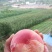 绿色食品.胭脂蜜桃