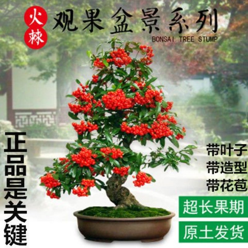 火棘吉祥果盆景树桩四季常绿观花观果盆栽室内外带果年宵花卉