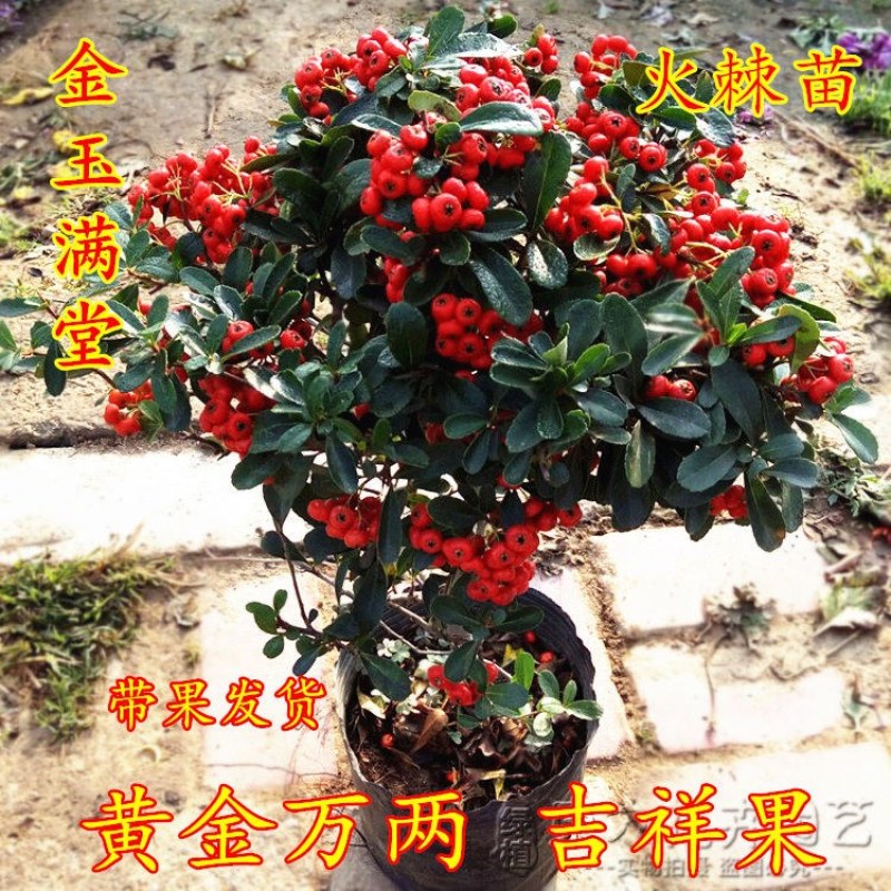 火棘吉祥果盆景树桩四季常绿观花观果盆栽室内外带果年宵花卉