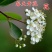 火棘吉祥果盆景树桩四季常绿观花观果盆栽室内外带果年宵花卉