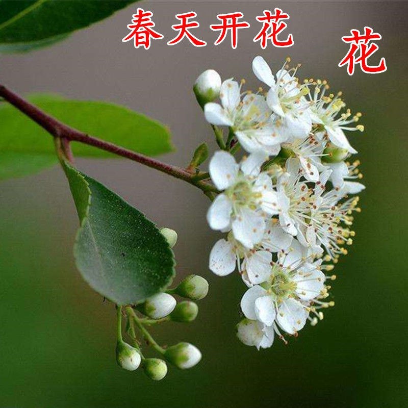 火棘吉祥果盆景树桩四季常绿观花观果盆栽室内外带果年宵花卉