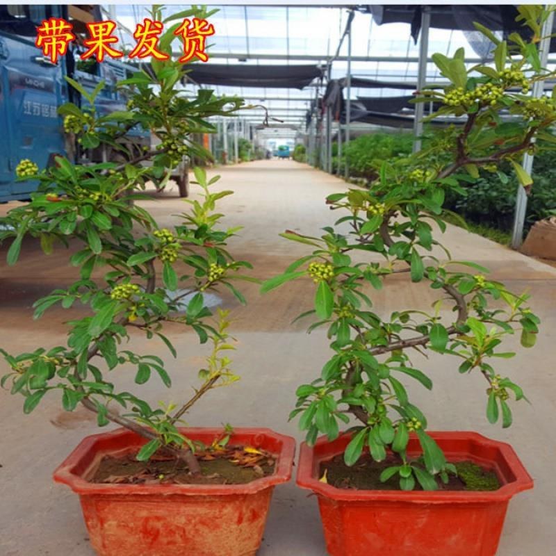 火棘吉祥果盆景树桩四季常绿观花观果盆栽室内外带果年宵花卉