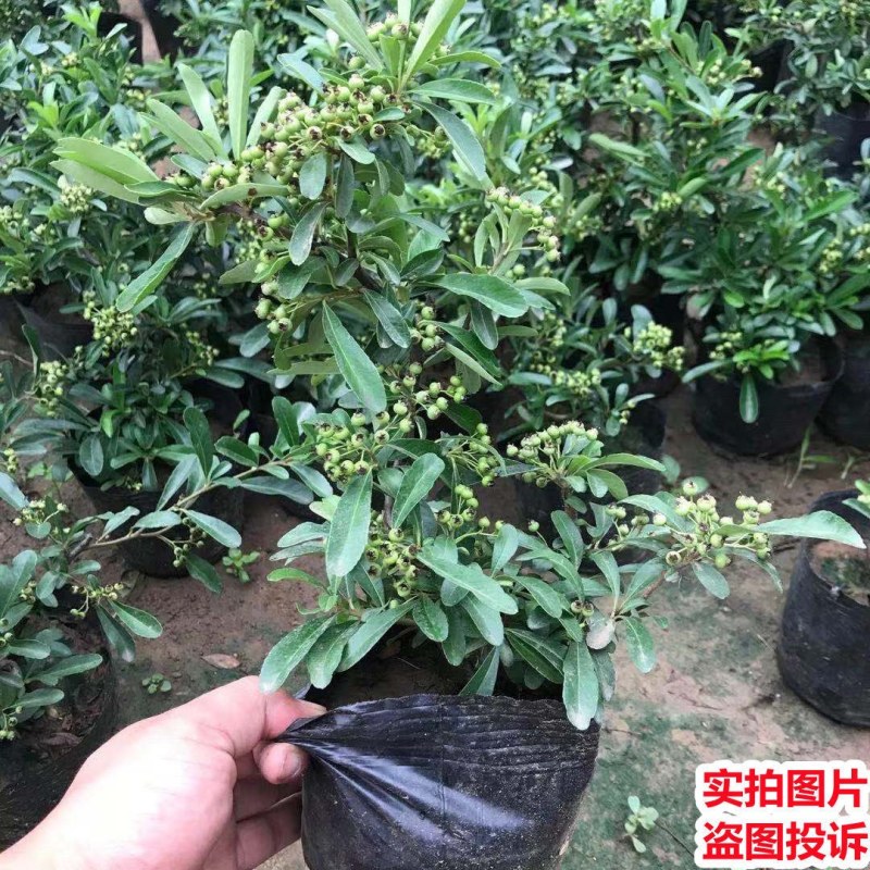 火棘吉祥果盆景树桩四季常绿观花观果盆栽室内外带果年宵花卉