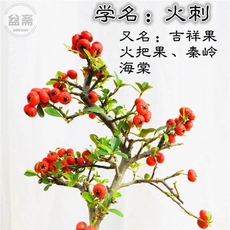 火棘吉祥果盆景树桩四季常绿观花观果盆栽室内外带果年宵花卉