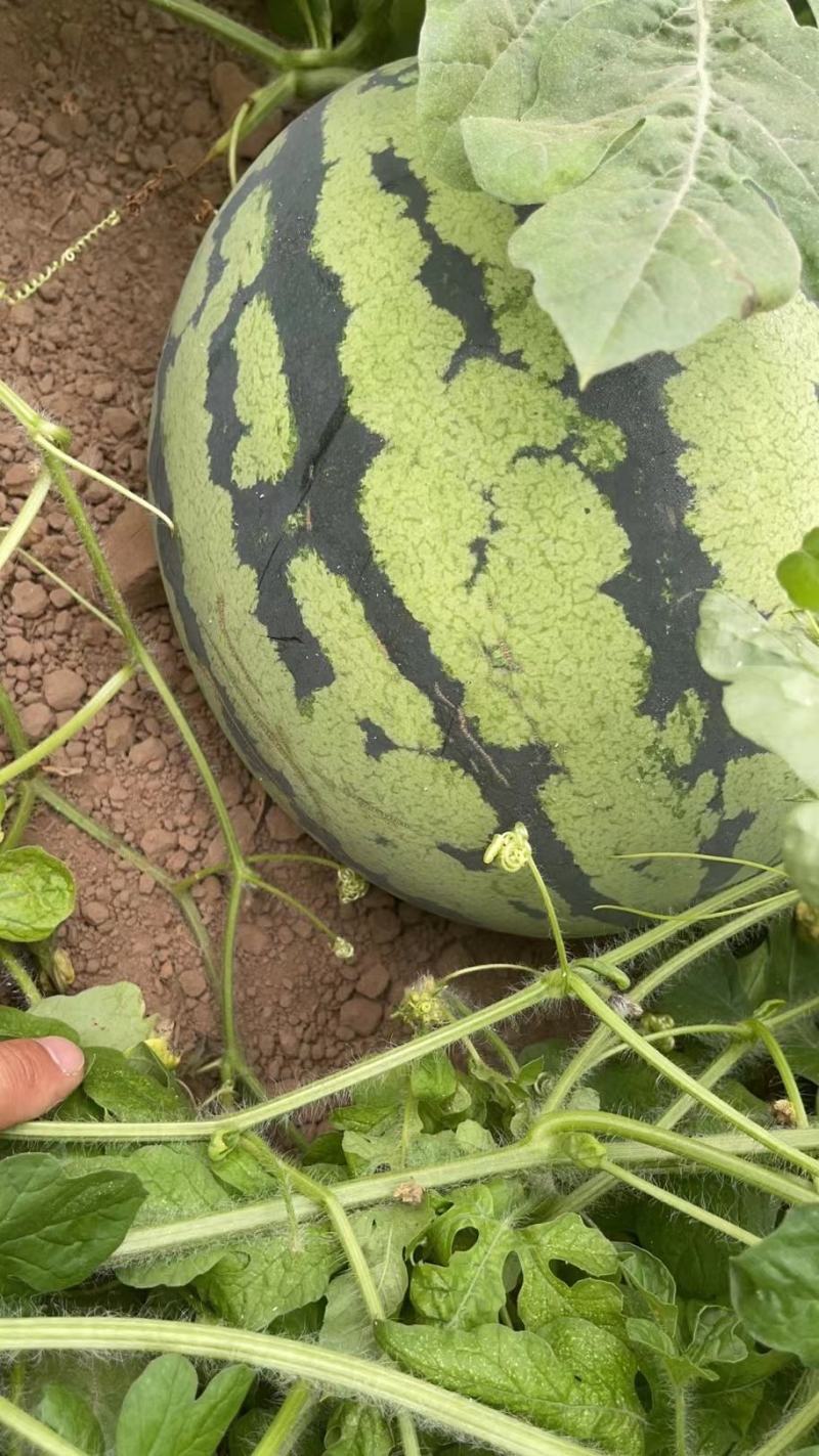 【推荐】西瓜6.15上市市级示范点种植基地地头价格