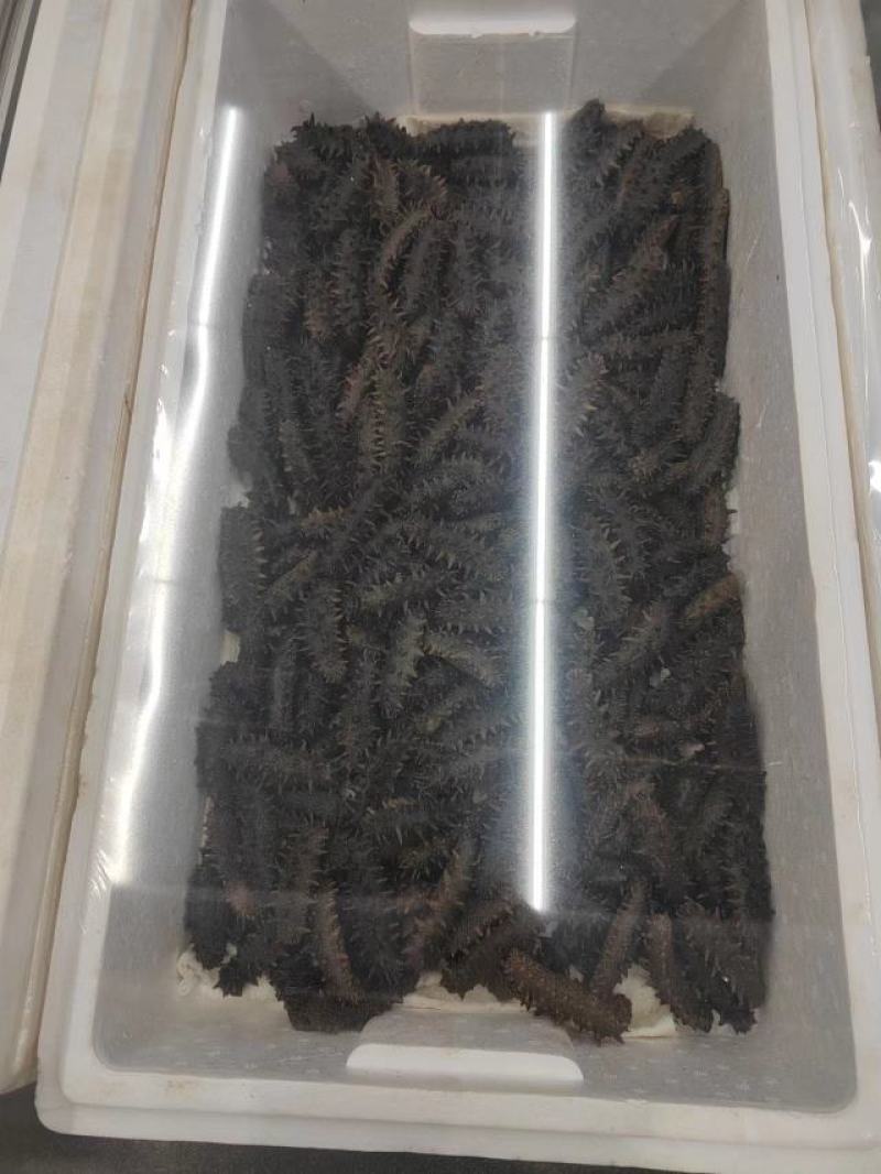 冷蒸即食，高品质！大连原产地海刺参，口感Q弹有嚼劲