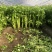 长春过节芹菜自提