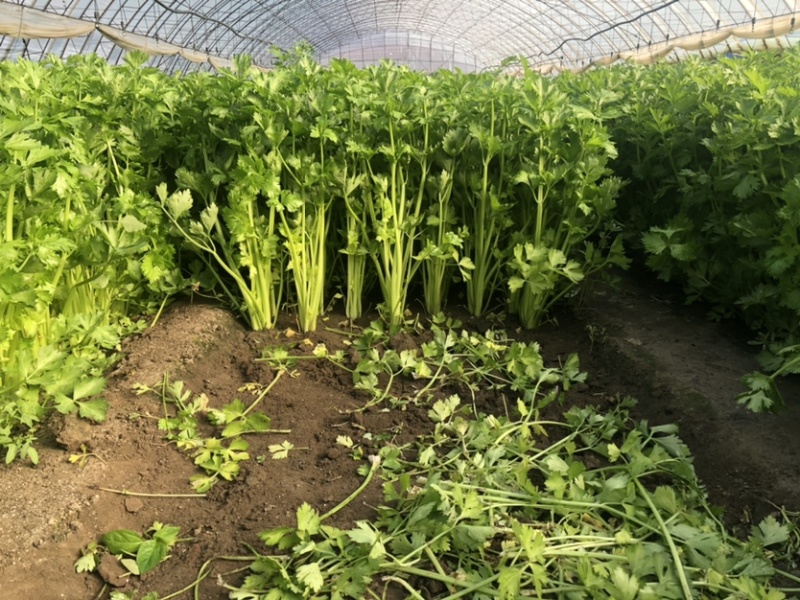 长春过节芹菜自提