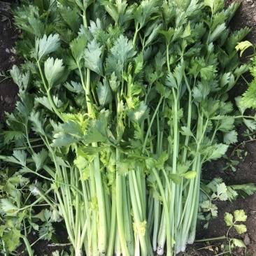 长春过节芹菜自提