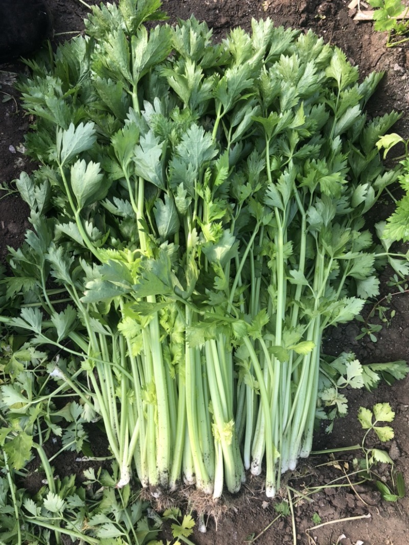 长春过节芹菜自提
