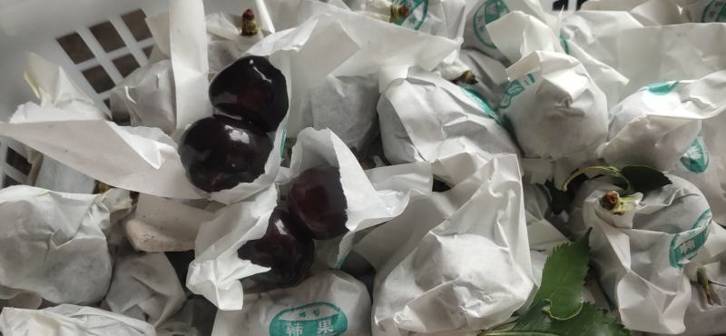 大樱桃，枇杷，李子，梨