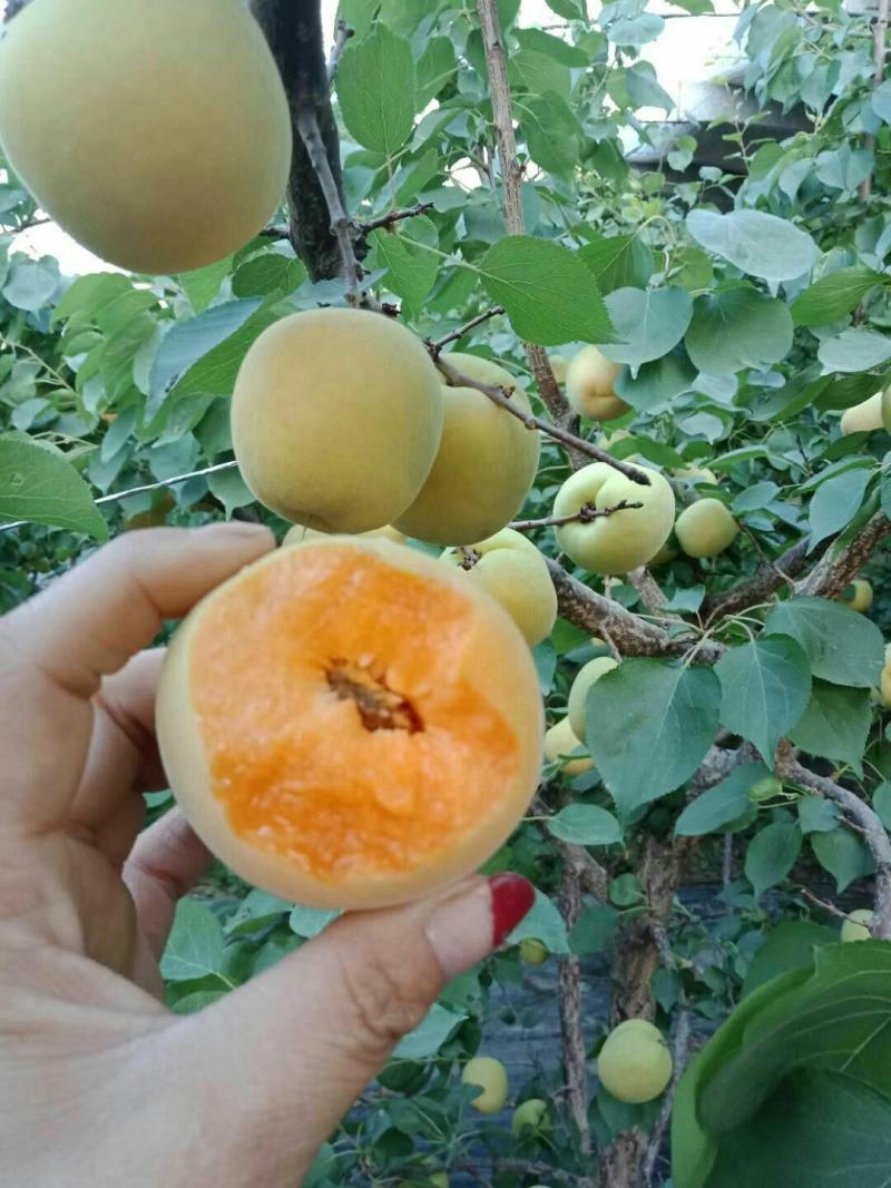 杏子，大黄杏，凯特，金太阳