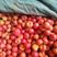 陕西西红柿，陕西省三原县万亩蔬菜基地，精品西红柿