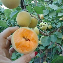 杏子，大黄杏，凯特，金太阳