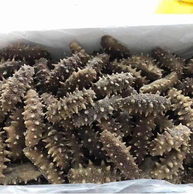 鲜食海刺参，大连原产地！口感有弹性，鲜味浓郁欢迎选购