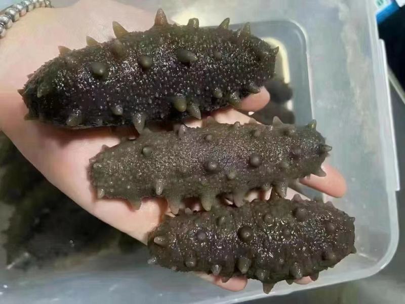 鲜食海刺参，大连原产地！口感有弹性，鲜味浓郁欢迎选购
