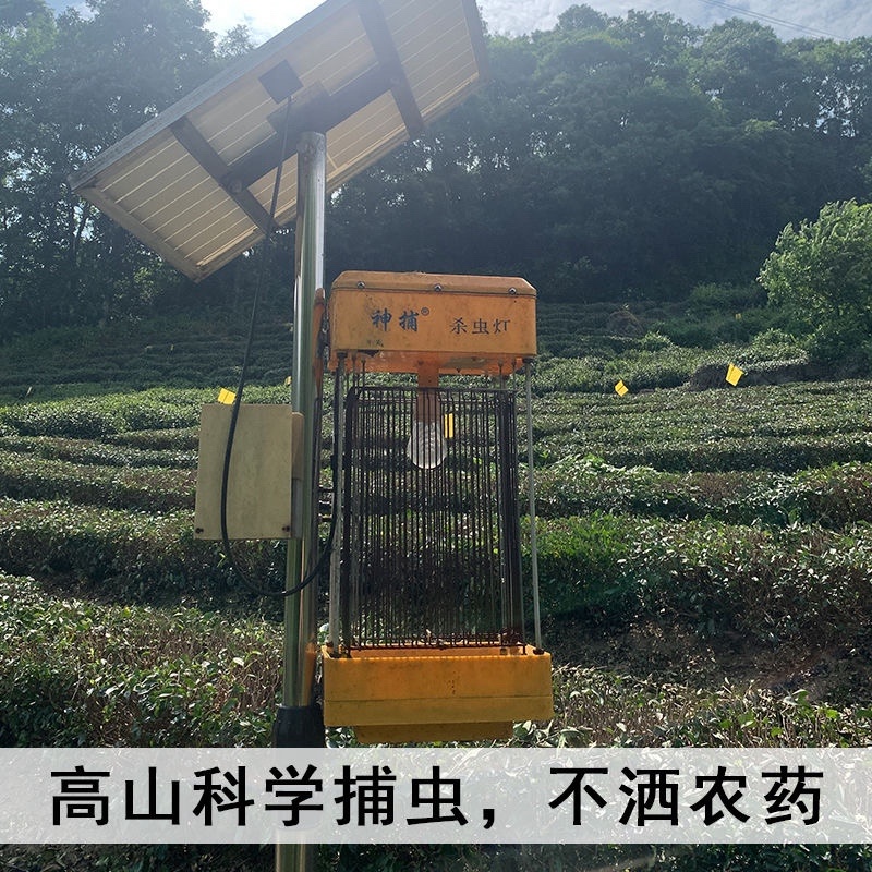 霍山县大化坪镇金鸡山手工制作袋装500g黄芽产地发货