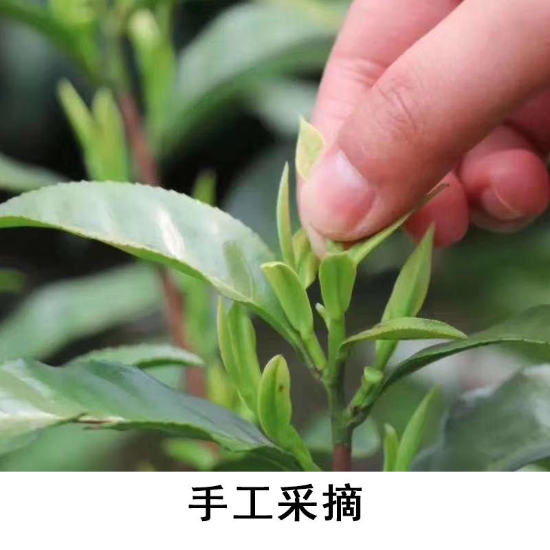 霍山县大化坪镇金鸡山手工制作袋装500g黄芽产地发货