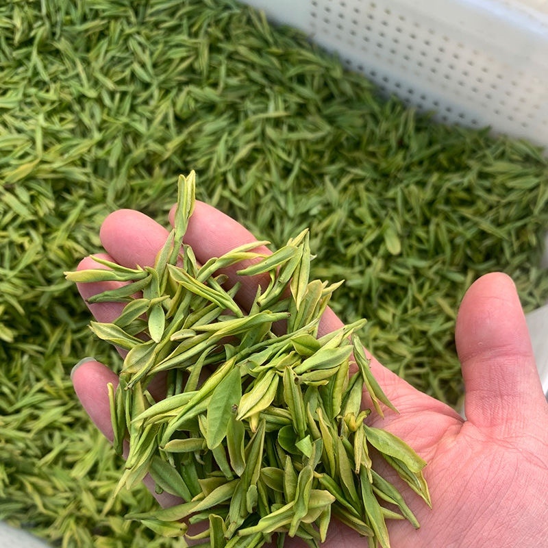 霍山县大化坪镇金鸡山手工制作袋装500g黄芽产地发货