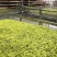 霍山县大化坪镇金鸡山手工制作袋装500g黄芽产地发货