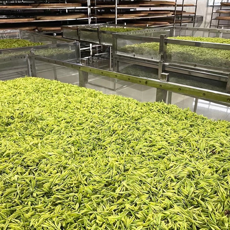 霍山县大化坪镇金鸡山手工制作袋装500g黄芽产地发货