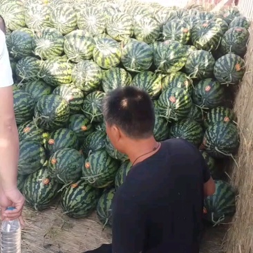 陕西蒲城甜王，黑无籽，金城武大量上市
