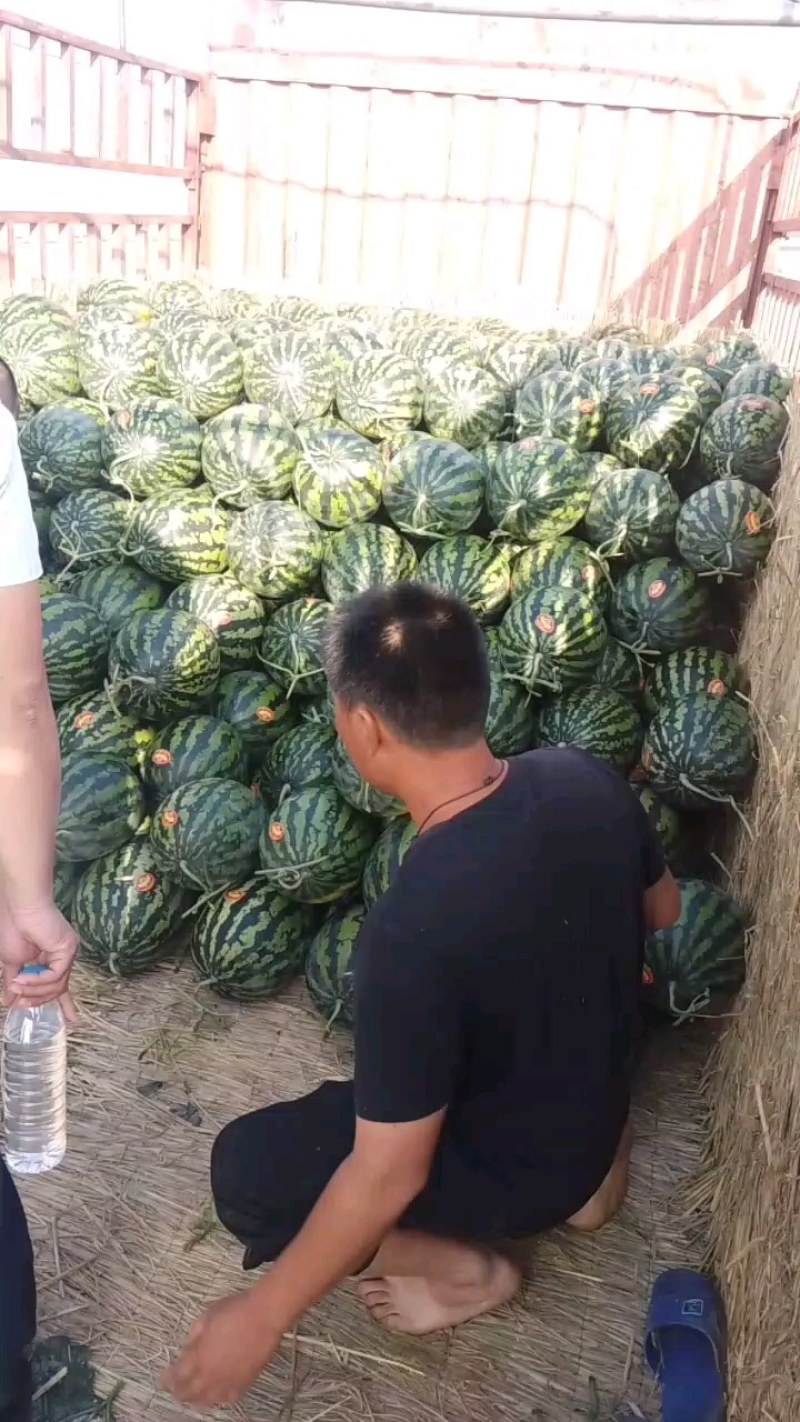 陕西蒲城甜王，黑无籽，金城武大量上市