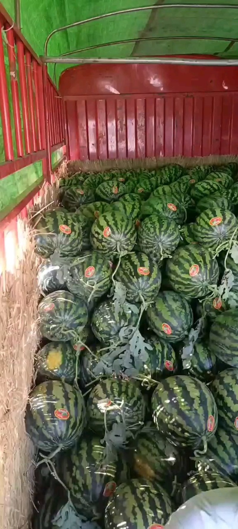 陕西蒲城甜王，黑无籽，金城武大量上市
