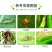 中科5%阿维菌素小菜蛾红蜘蛛根结线虫二化螟杀虫剂农用杀虫