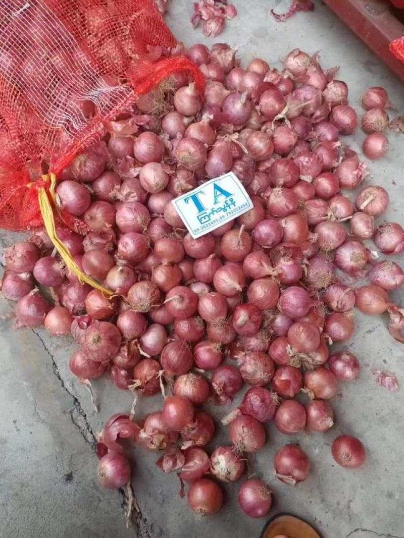 精品洋葱，毛葱，货源充足。大量现货，品质保障。来电咨询
