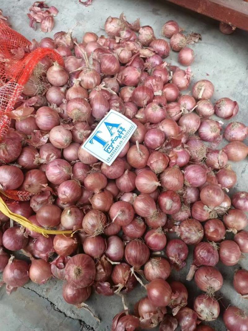 精品洋葱，毛葱，货源充足。大量现货，品质保障。来电咨询