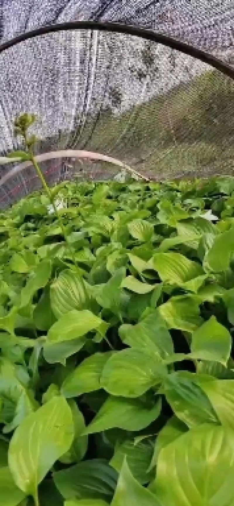玉簪