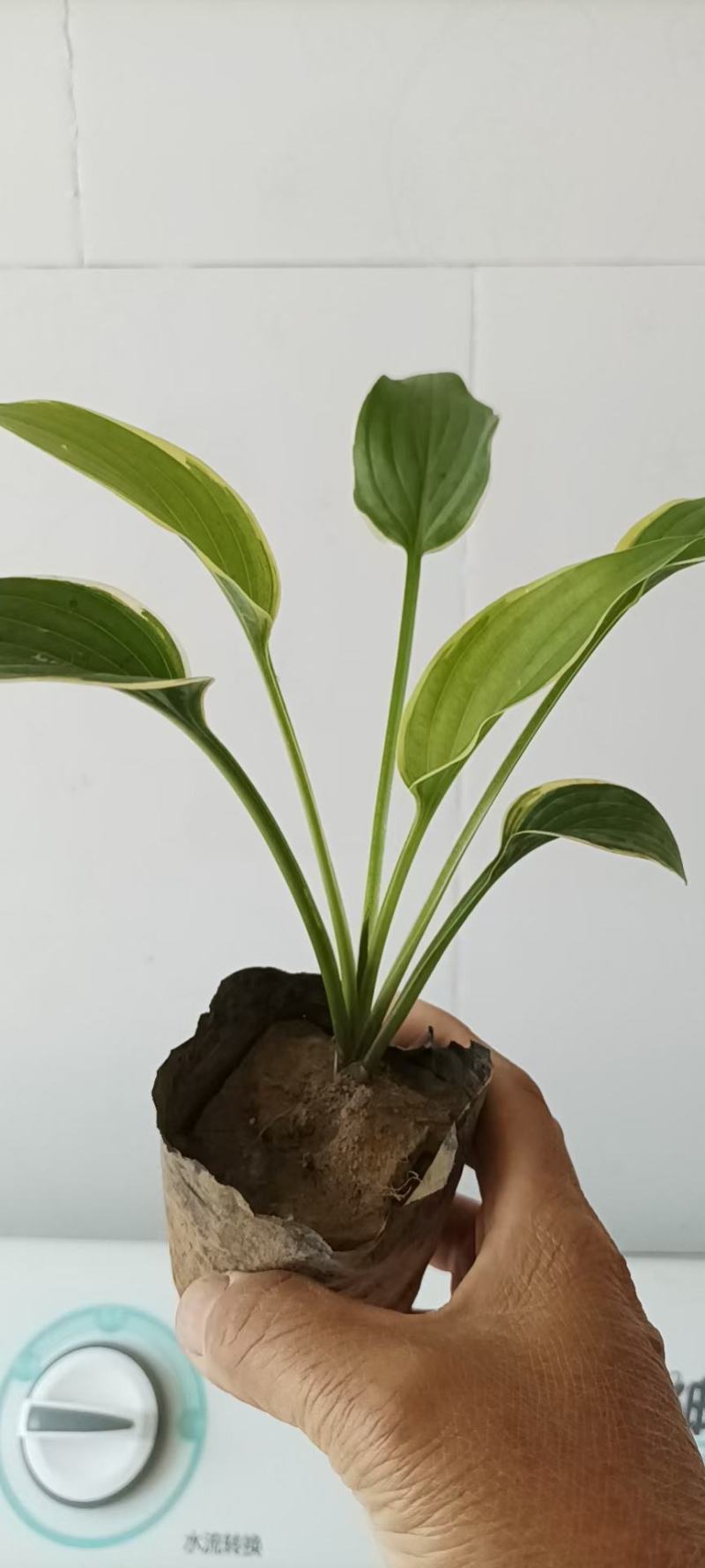 玉簪