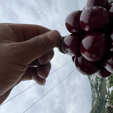雅安汉源(果园出售）车厘子🍒