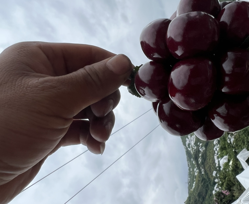 雅安汉源(果园出售）车厘子🍒