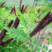 紫穗槐种子边坡绿化灌木种子当年新种子量大优惠