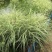 银边芒种子银边芒芒草京羽茅细叶笀花叶芒草草本植物庭院园林