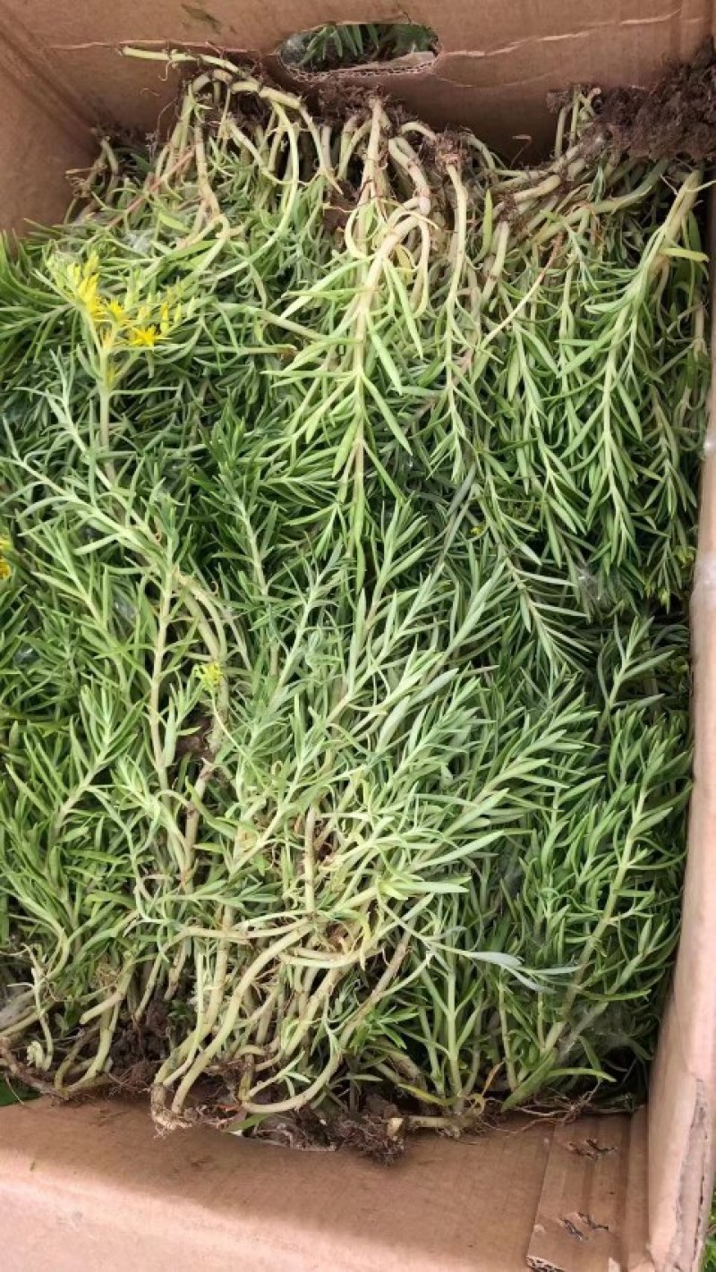 佛甲草楼顶绿化，耐寒耐旱耐高温，成活率高易打理