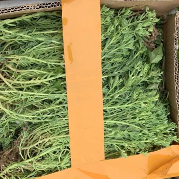 佛甲草楼顶绿化，耐寒耐旱耐高温，成活率高易打理