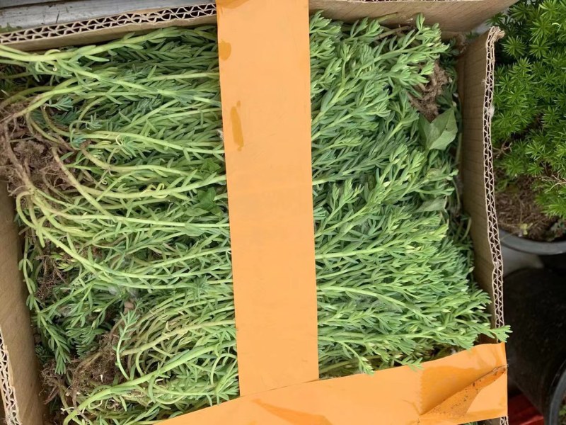 佛甲草楼顶绿化，耐寒耐旱耐高温，成活率高易打理