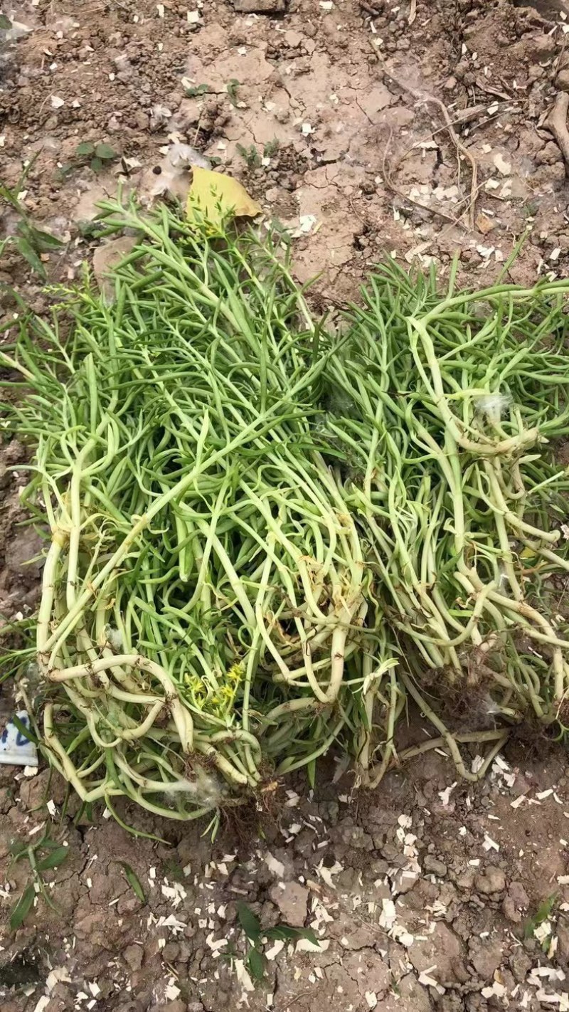 佛甲草楼顶绿化，耐寒耐旱耐高温，成活率高易打理