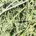 甘肃省武威市民勤优质牛羊饲料头茬苜蓿草大量开割
