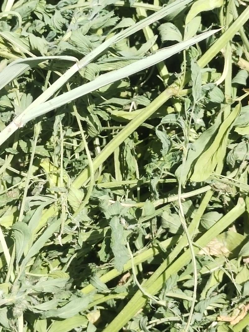 甘肃省武威市民勤优质牛羊饲料头茬苜蓿草大量开割