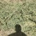 甘肃省武威市民勤优质牛羊饲料头茬苜蓿草大量开割