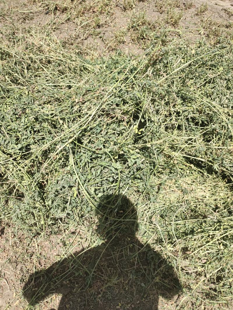 甘肃省武威市民勤优质牛羊饲料头茬苜蓿草大量开割