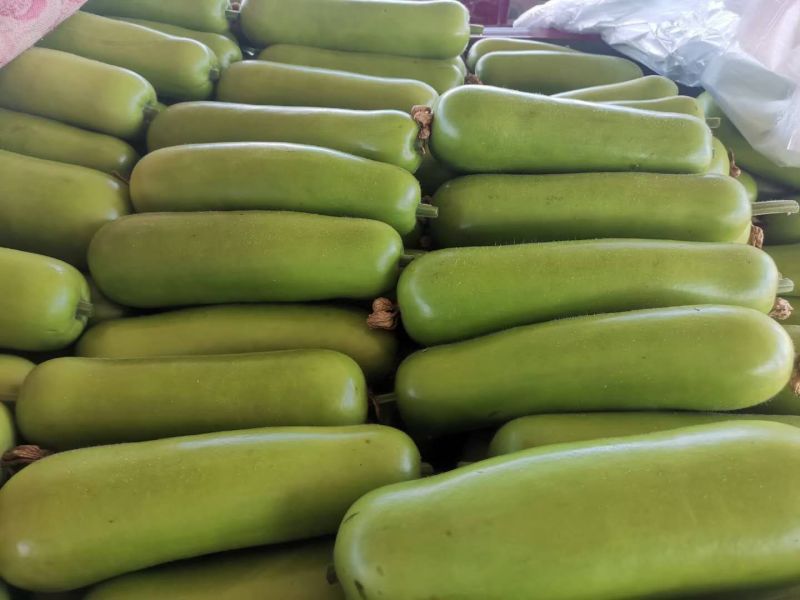 精品瓠瓜，大量现货供应，电商平台，超市，走市场均可